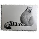 POSTCARD RING TAILED LEMUR